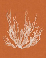 Seaweed Pop I Framed Print