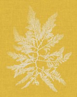 Seaweed Pop II Framed Print