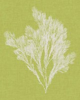 Seaweed Pop V Framed Print