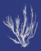 Seaweed Pop VI Fine Art Print