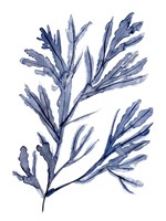 Seaweed Under Water I Fine Art Print