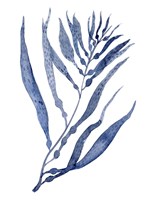 Seaweed Under Water III Fine Art Print