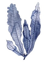 Seaweed Under Water IV Fine Art Print