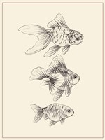 Goldfish III Fine Art Print