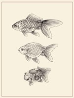 Goldfish IV Fine Art Print