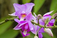 Wild Orchid, Cloud Forest, Upper Madre De Dios River, Peru Fine Art Print