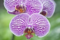 Orchid Fine Art Print