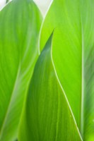 Canna Leaf Close-Up 1 Fine Art Print