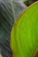 Canna Leaf Close-Up 2 Fine Art Print