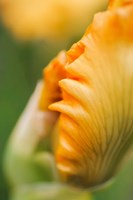 Peach Bearded Iris 1 Fine Art Print