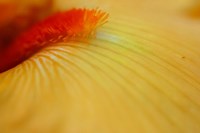 Peach Bearded Iris 2 Fine Art Print