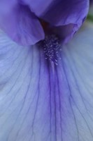 Lavender Bearded Iris Fine Art Print