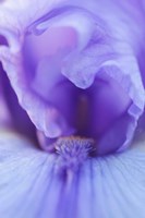 Lavender Bearded Iris Fine Art Print