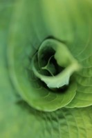 Hosta Leaf Detail 1 Fine Art Print