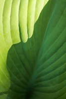 Hosta Leaf Detail 2 Fine Art Print