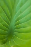 Hosta Leaf Detail 3 Fine Art Print