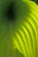 Hosta Leaf Detail 4 Fine Art Print