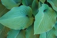 Hosta Leaf Detail 5 Fine Art Print