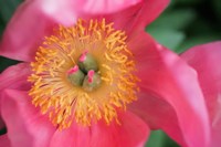 Pink Peony Bloom Fine Art Print