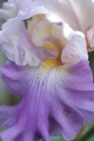 Pale Lavender Bearded Iris Close-Up Fine Art Print