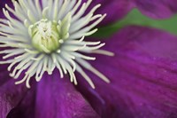 Purple Clematis Bloom Fine Art Print