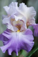 Pale Lavender Bearded Iris Bloom Fine Art Print