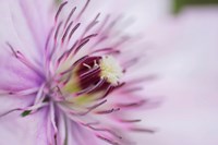 Pale Pink Clematis Blossom 2 Fine Art Print