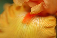 Bearded Iris Flower Close-Up 2 Fine Art Print