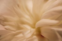 White Peony 1 Fine Art Print