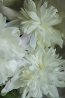 White Peony 3 Fine Art Print