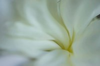 White Peony 5 Fine Art Print