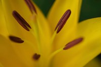 Yellow Daylily Flower Close-Up 2 Fine Art Print