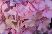 Pink Hydrangea Blossom 1 Fine Art Print