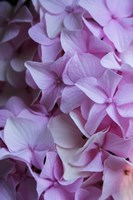 Pink Hydrangea Blossom 2 Fine Art Print