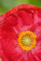 Red Poppy Flower Fine Art Print