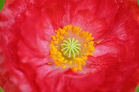 Red Poppy Flower Fine Art Print