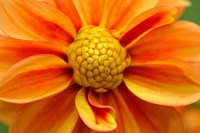 Orange Dahlia Bloom Fine Art Print