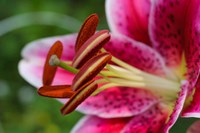 Stargazer Lily 1 Fine Art Print