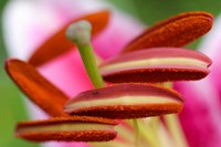 Stargazer Lily 2 Fine Art Print