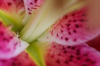 Stargazer Lily 3 Fine Art Print