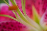 Stargazer Lily 4 Fine Art Print