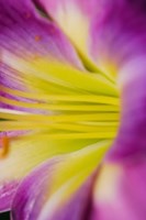 Pink Daylily 1 Fine Art Print