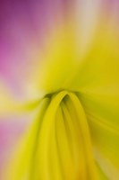 Pink Daylily 2 Fine Art Print