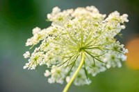 Queen Anne's Lace Flower 1 Fine Art Print