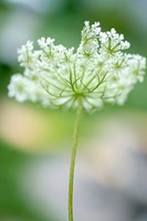 Queen Anne's Lace Flower 3 Fine Art Print