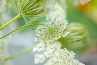 Queen Anne's Lace Flower 4 Fine Art Print