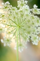 Queen Anne's Lace Flower 5 Fine Art Print