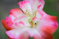 Garden Poppy 2 Fine Art Print