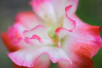 Garden Poppy 3 Fine Art Print