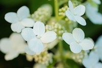 Hydrangea Bloom 2 Fine Art Print